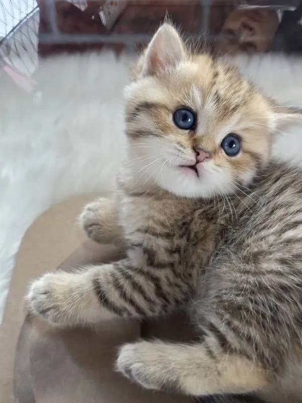 BritishShorthair