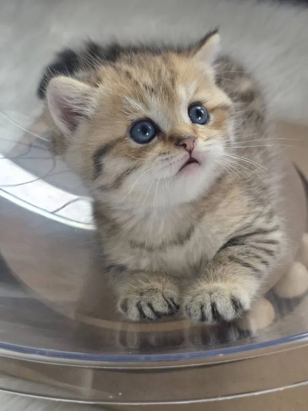BritishShorthair
