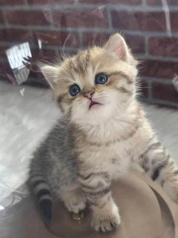 BritishShorthair