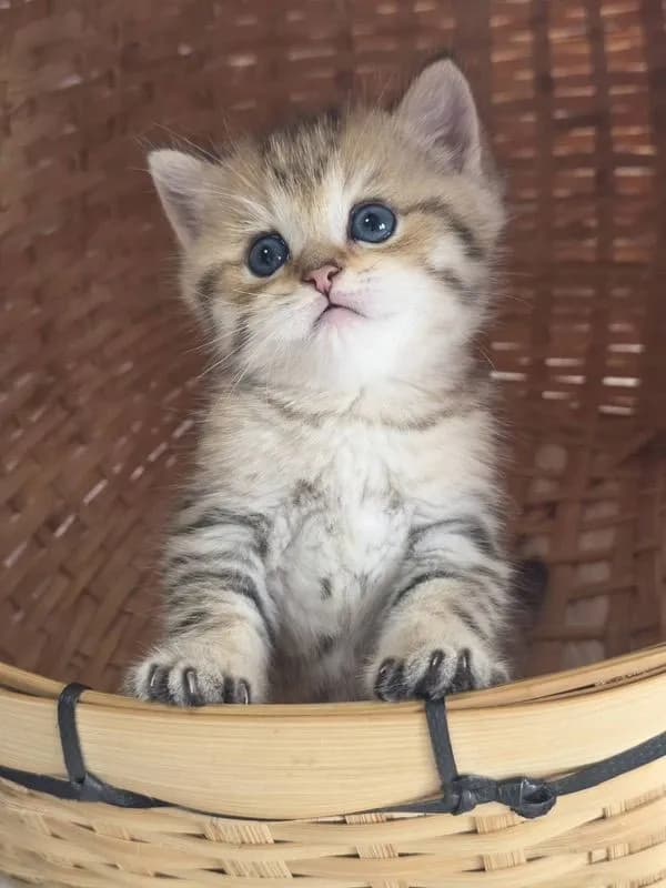 BritishShorthair