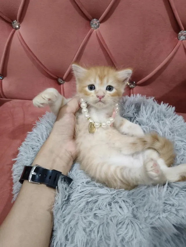 น้องแมว ส้ม ผู้ชาย 🧒😻🏡🏠