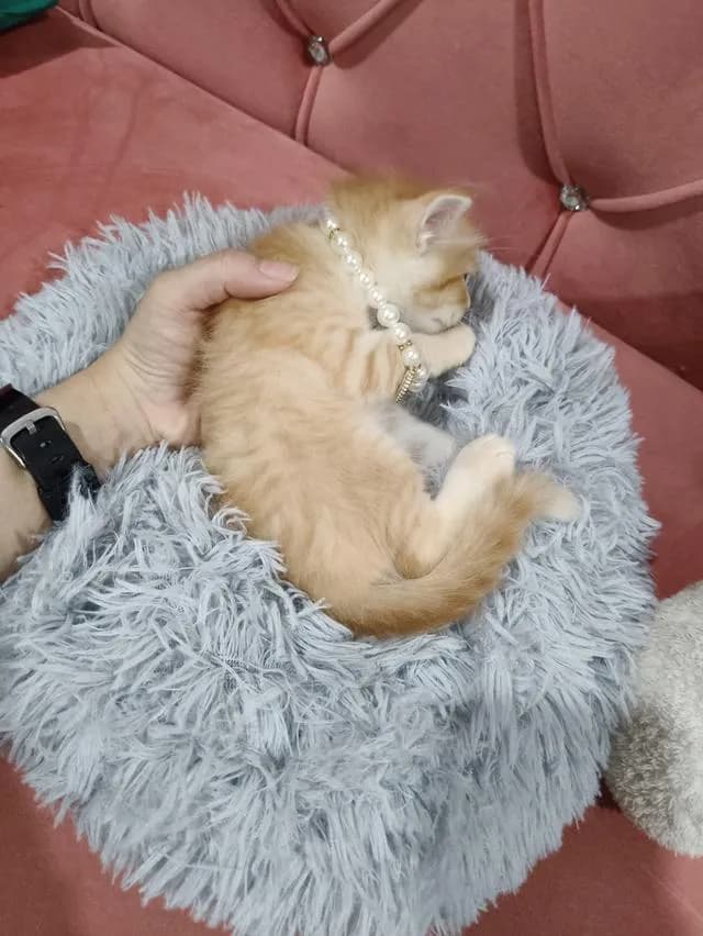 น้องแมว ส้ม ผู้ชาย 🧒😻🏡🏠