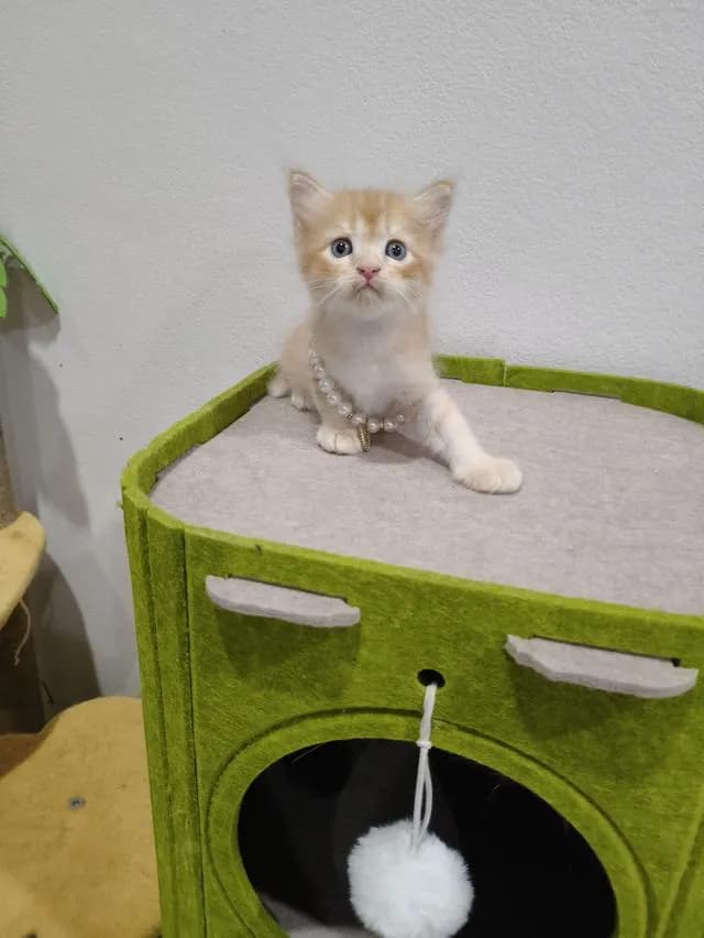 น้องแมว ส้ม ผู้ชาย 🧒😻🏡🏠