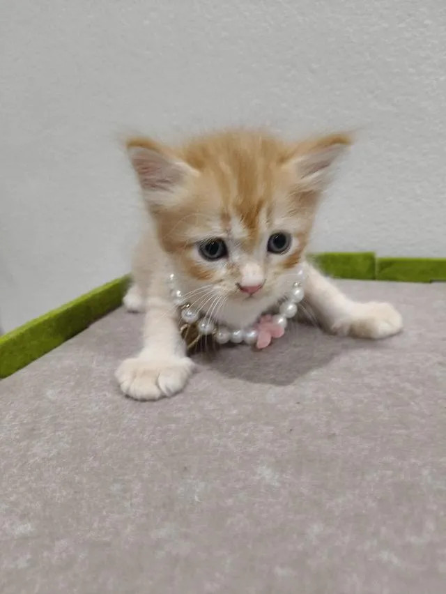 น้องแมว ส้ม ผู้ชาย 🧒😻🏡🏠