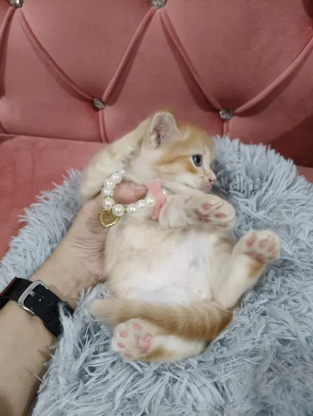 น้องแมว ส้ม ผู้ชาย 🧒😻🏡🏠