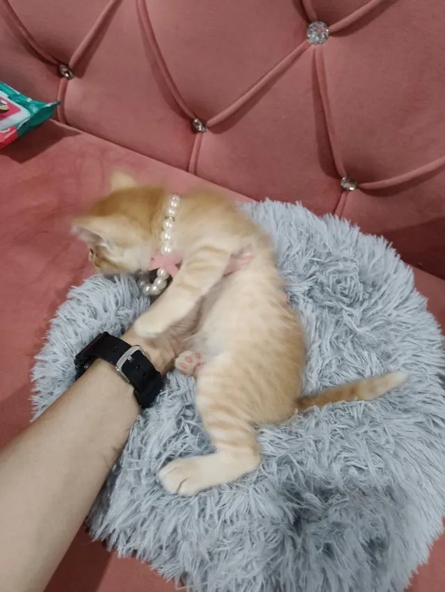 น้องแมว ส้ม ผู้ชาย 🧒😻🏡🏠