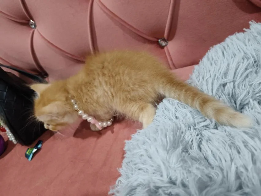 น้องแมว ส้ม ผู้ชาย 🧒😻🏡🏠