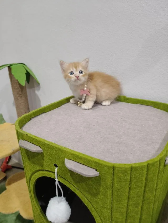 น้องแมว ส้ม ผู้ชาย 🧒😻🏡🏠