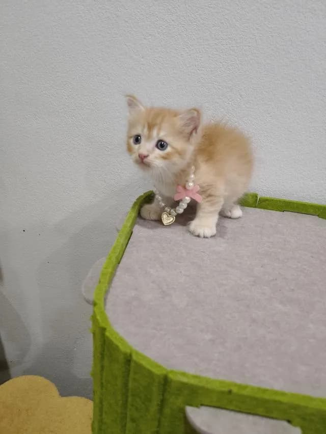 น้องแมว ส้ม ผู้ชาย 🧒😻🏡🏠