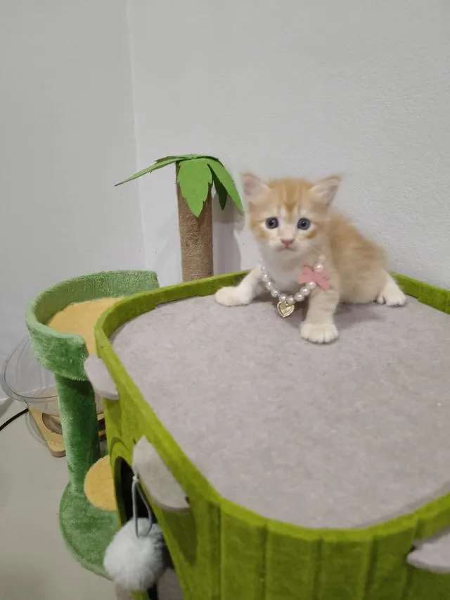 น้องแมว ส้ม ผู้ชาย 🧒😻🏡🏠