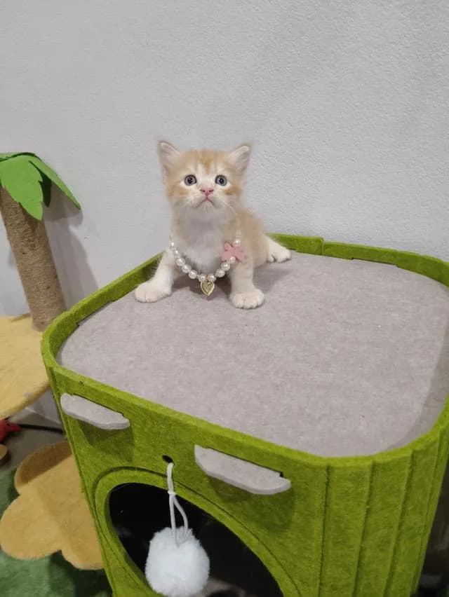น้องแมว ส้ม ผู้ชาย 🧒😻🏡🏠