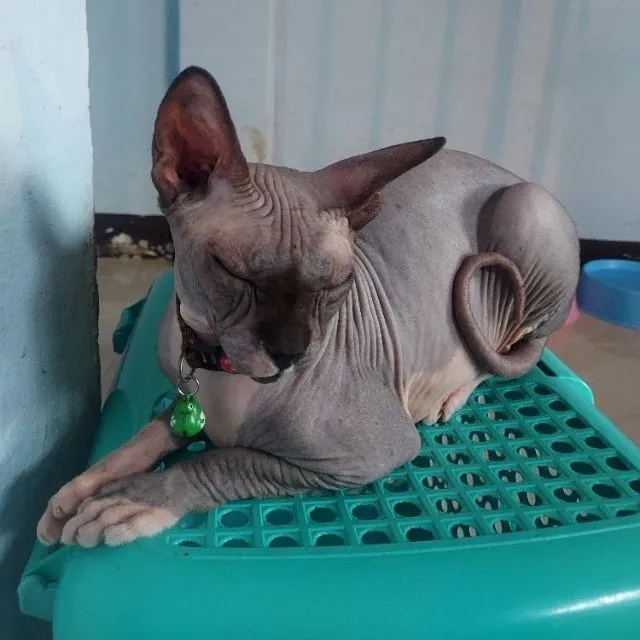 ลดประชากรแม่พันธ์