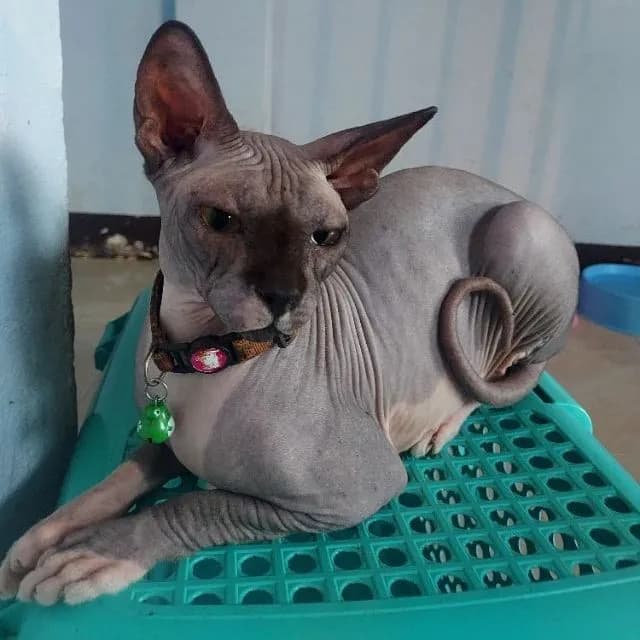 ลดประชากรแม่พันธ์