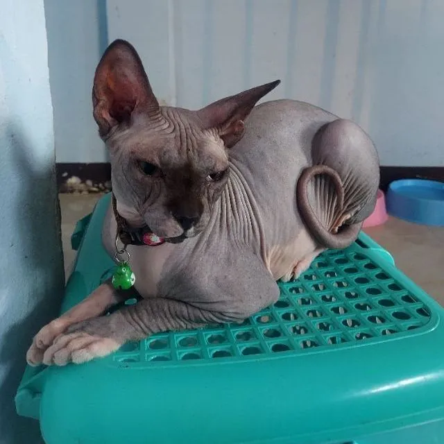 ลดประชากรแม่พันธ์