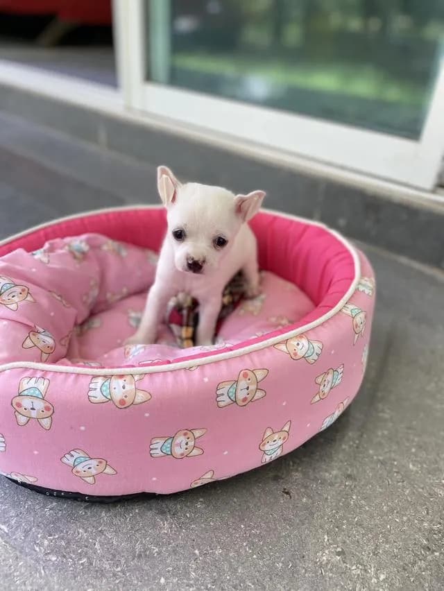 ชิวาวา ขนสั้น สีขาว น่ารักมาก