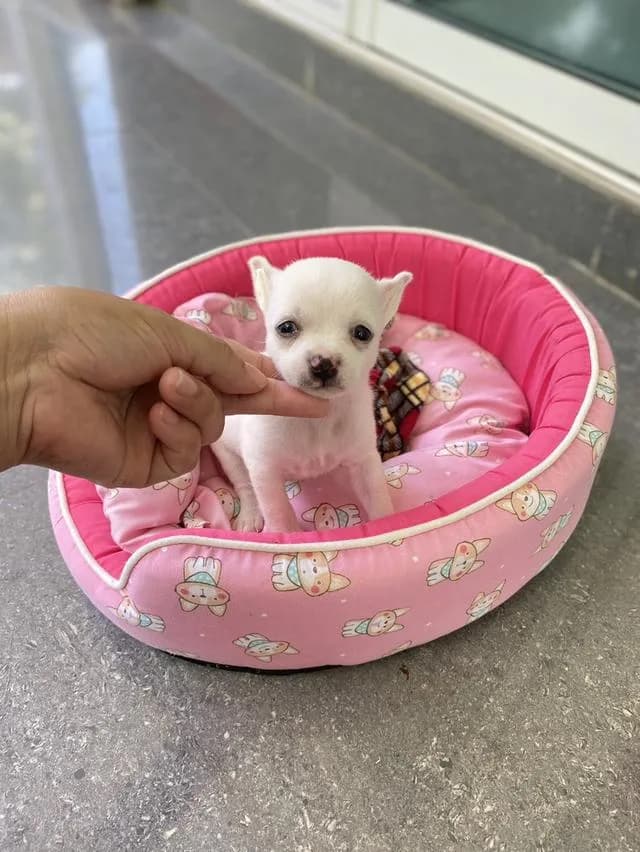 ชิวาวา ขนสั้น สีขาว น่ารักมาก
