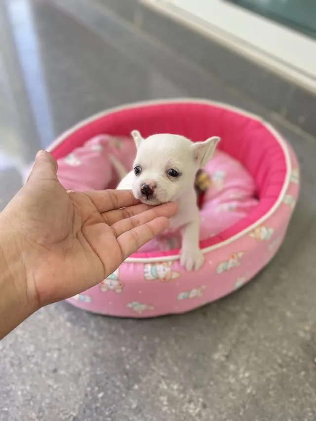 ชิวาวา ขนสั้น สีขาว น่ารักมาก
