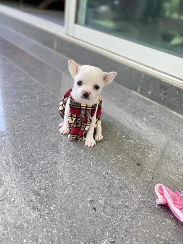 ชิวาวา ขนสั้น สีขาว น่ารักมาก