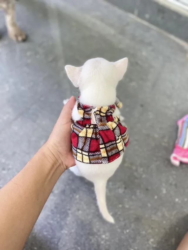 ชิวาวา ขนสั้น สีขาว น่ารักมาก