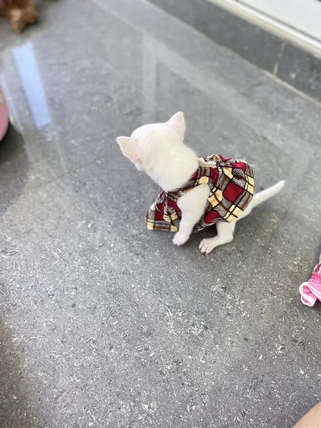 ชิวาวา ขนสั้น สีขาว น่ารักมาก
