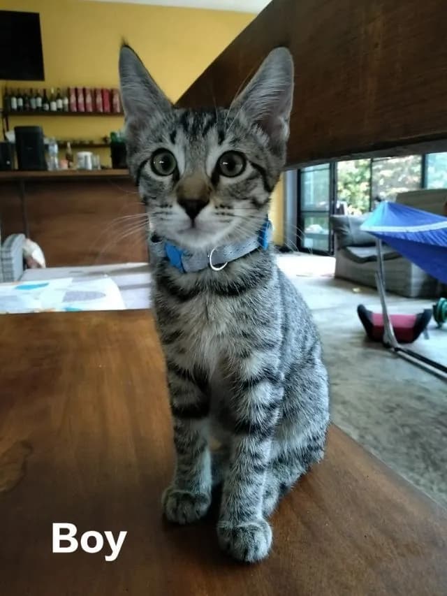 ลูกครึ่งเมนคูน