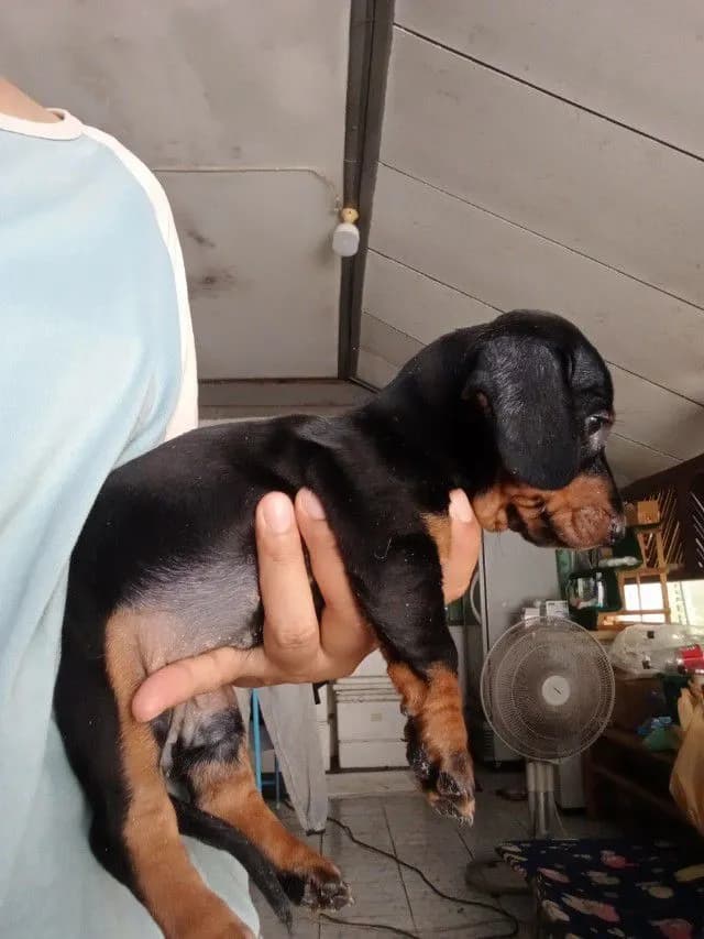 สุนัขพันธุ์ดัชชุนขนสั้น