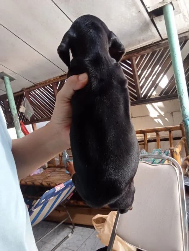 สุนัขพันธุ์ดัชชุนขนสั้น