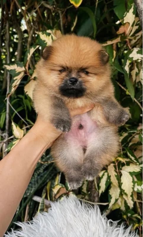 ลูกสุนัข