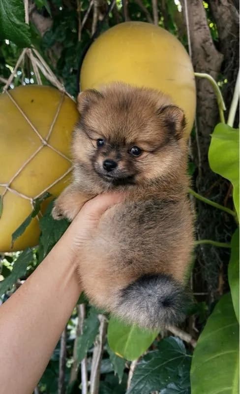 ลูกสุนัข