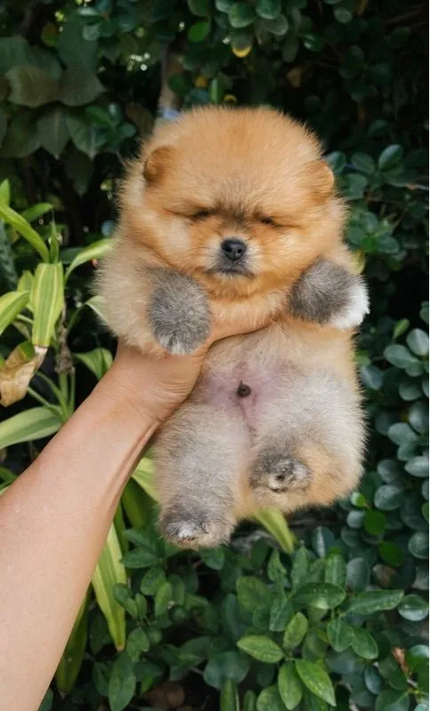 ลูกสุนัข