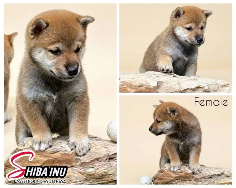ชิบะอินุ