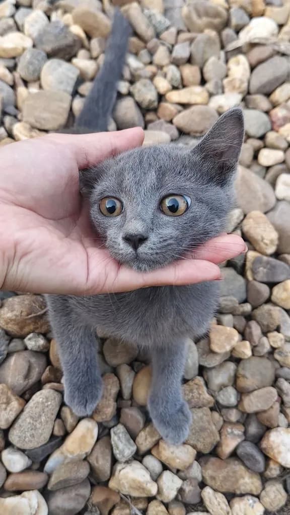 แมวสีสวาด