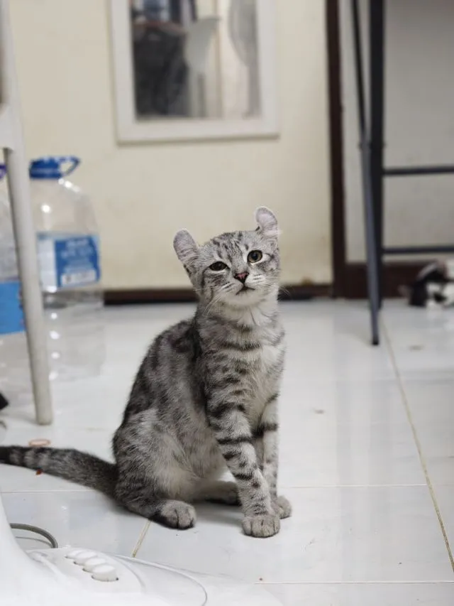 ลูกแมวมั้นกิ้น