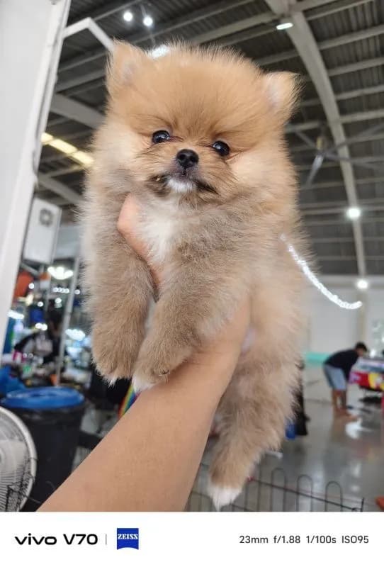 ปอมแท้