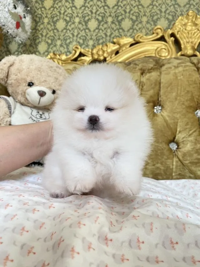 จำหน่ายลูกปอมเมอเรเนียนแท้