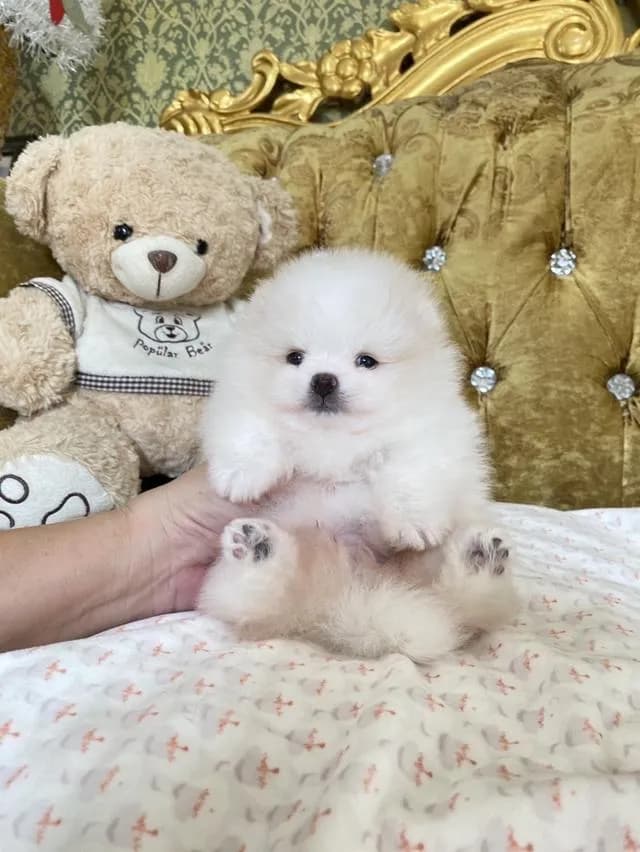 จำหน่ายลูกปอมเมอเรเนียนแท้
