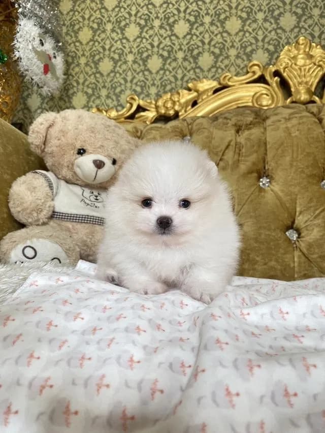 จำหน่ายลูกปอมเมอเรเนียนแท้