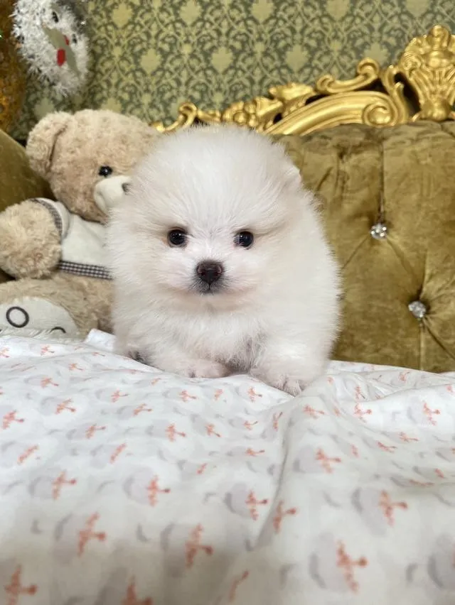 จำหน่ายลูกปอมเมอเรเนียนแท้