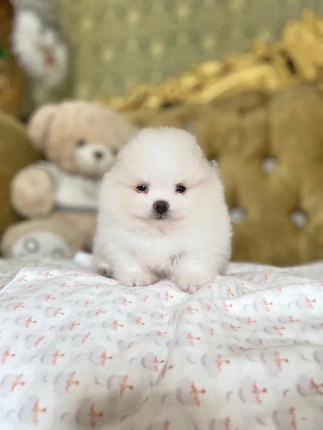จำหน่ายลูกปอมเมอเรเนียนแท้