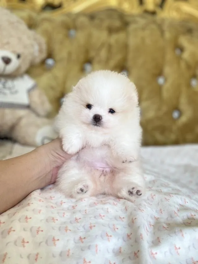 จำหน่ายลูกปอมเมอเรเนียนแท้