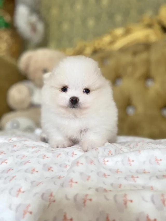 จำหน่ายลูกปอมเมอเรเนียนแท้