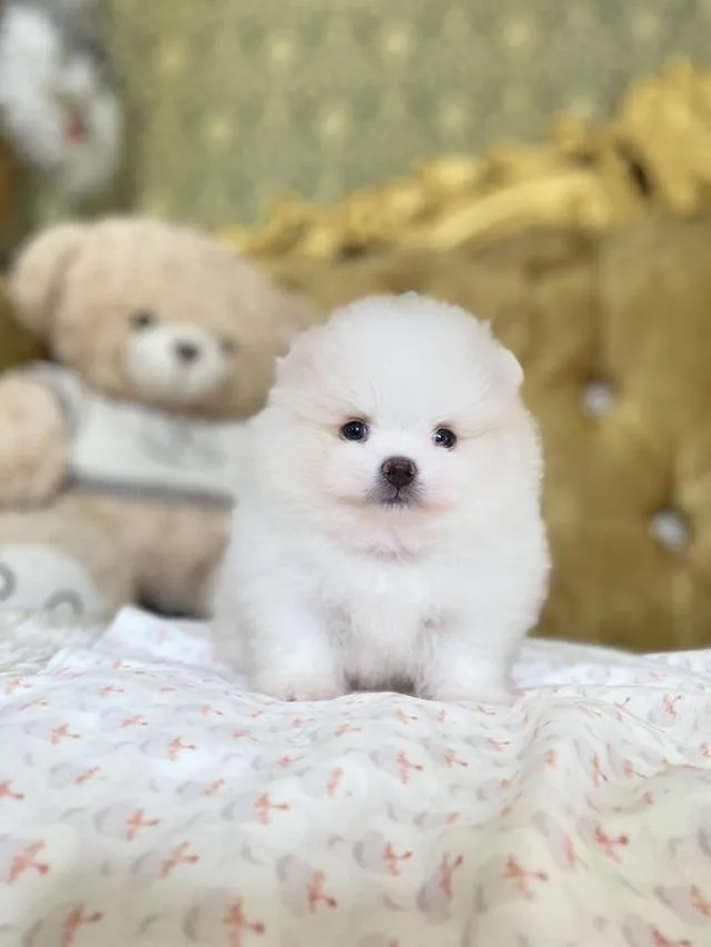จำหน่ายลูกปอมเมอเรเนียนแท้