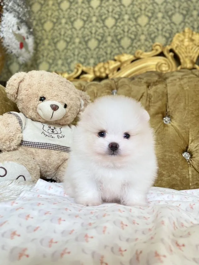 จำหน่ายลูกปอมเมอเรเนียนแท้
