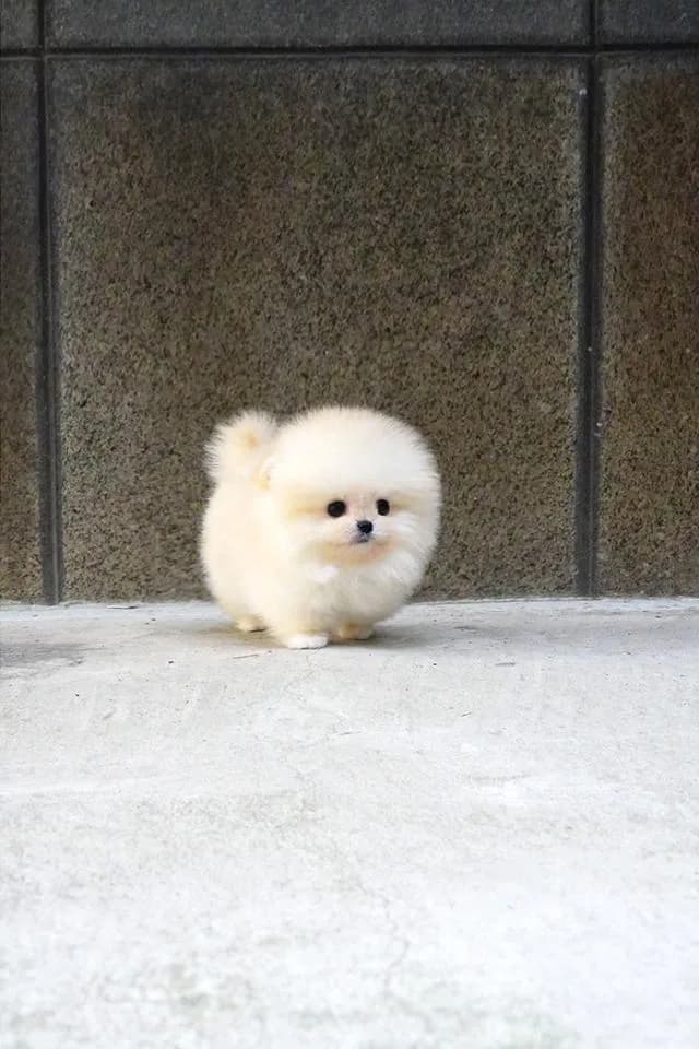 ขาย Pomeranian สีครีม เพศผู้ หน้าหมี ขนแน่น น่ารักมาก นำเข้าจากเกาหลี เกรดพรีเมียม