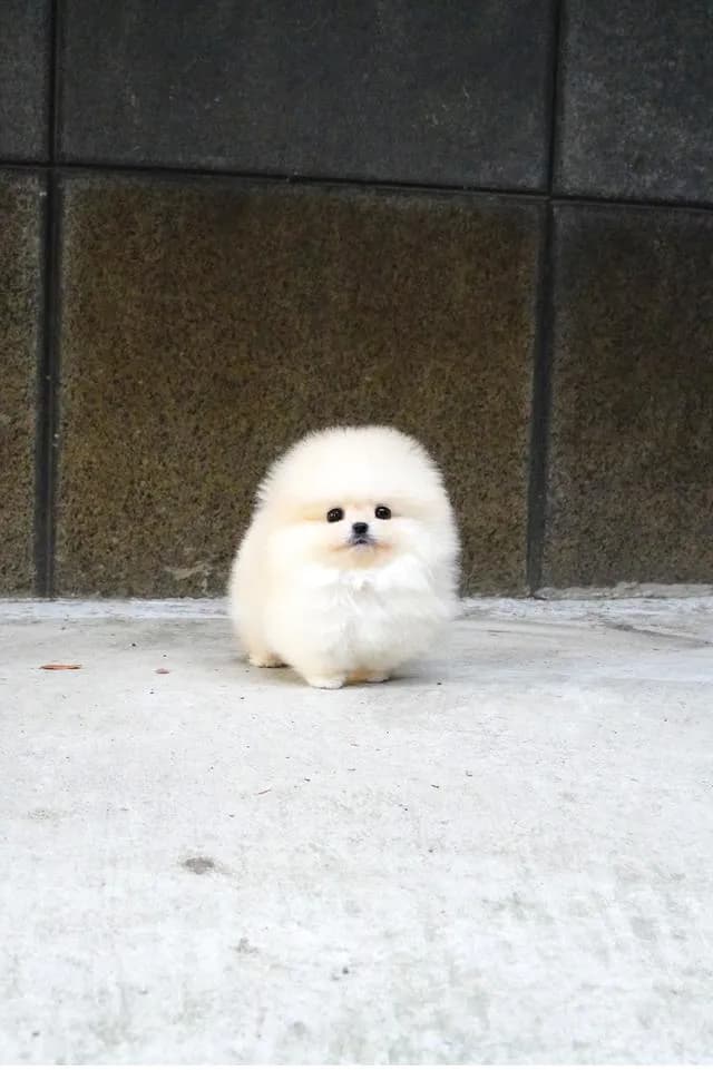 ขาย Pomeranian สีครีม เพศผู้ หน้าหมี ขนแน่น น่ารักมาก นำเข้าจากเกาหลี เกรดพรีเมียม