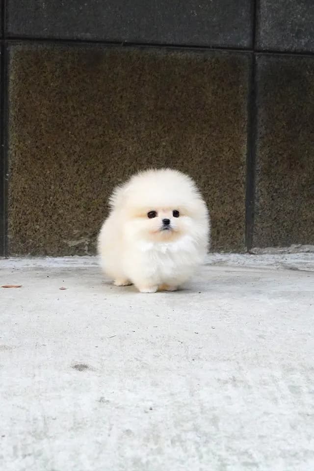 ขาย Pomeranian สีครีม เพศผู้ หน้าหมี ขนแน่น น่ารักมาก นำเข้าจากเกาหลี เกรดพรีเมียม