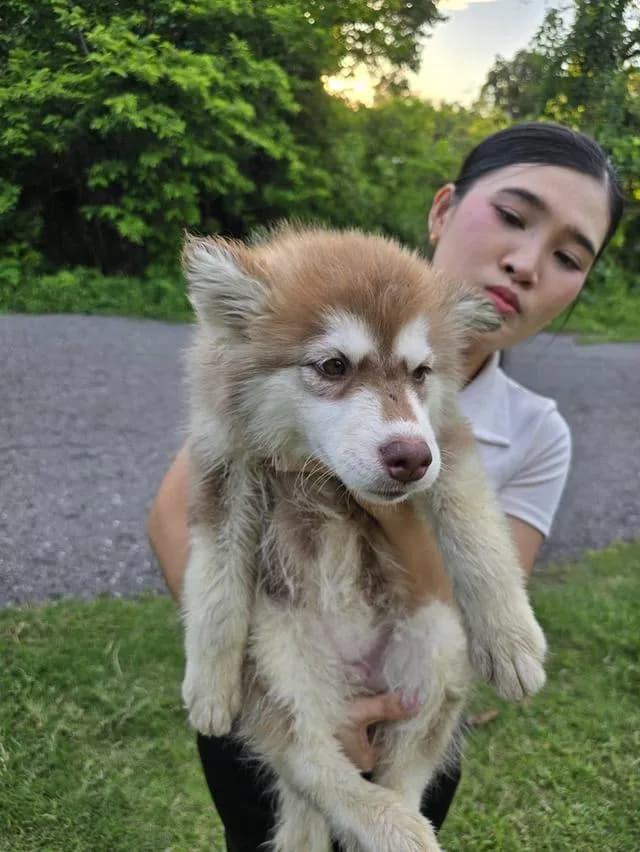 ไซบีเรียน ฮัสกี้ (Siberian Husky) 🏡🐶