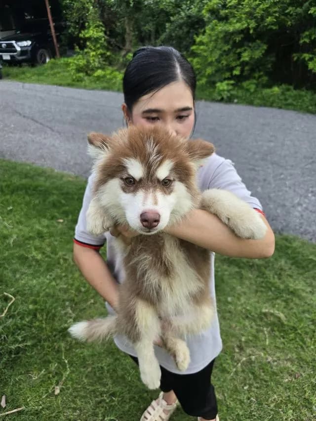 ไซบีเรียน ฮัสกี้ (Siberian Husky) 🏡🐶