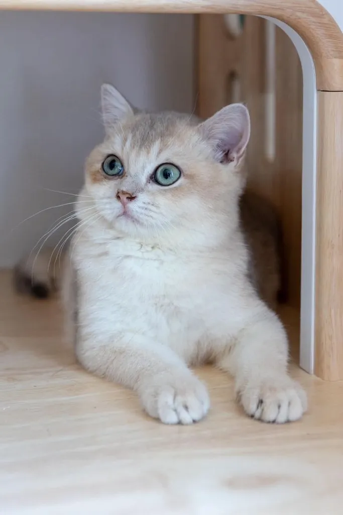British Shorthair (ดช รหัสสี Ay)