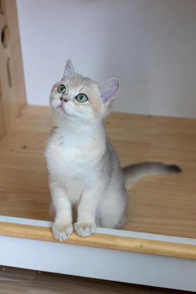 British Shorthair (ดช รหัสสี Ay)